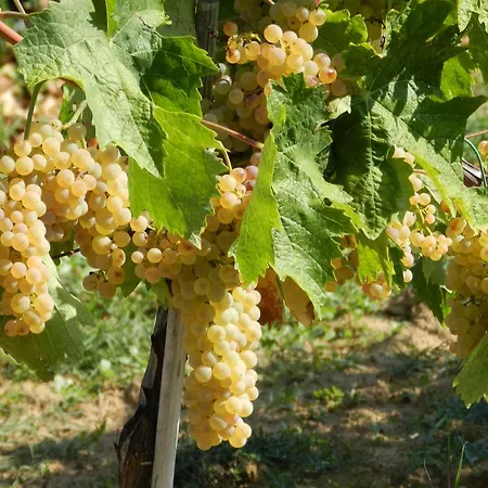 Fusini * Magliano in Toscana