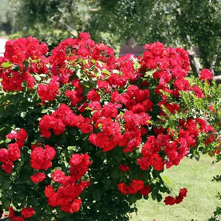 Fusini Magliano in Toscana